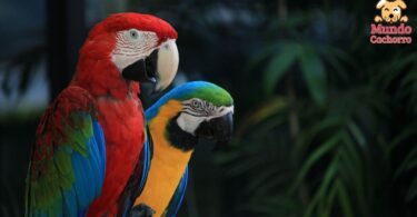 Es posible tener una guacamaya en cautiverio