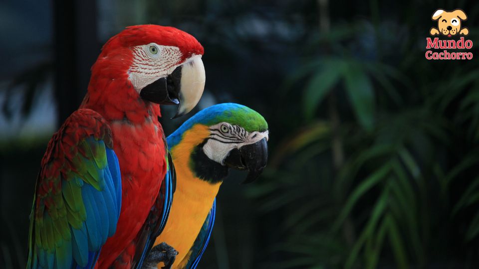 Es posible tener una guacamaya en cautiverio