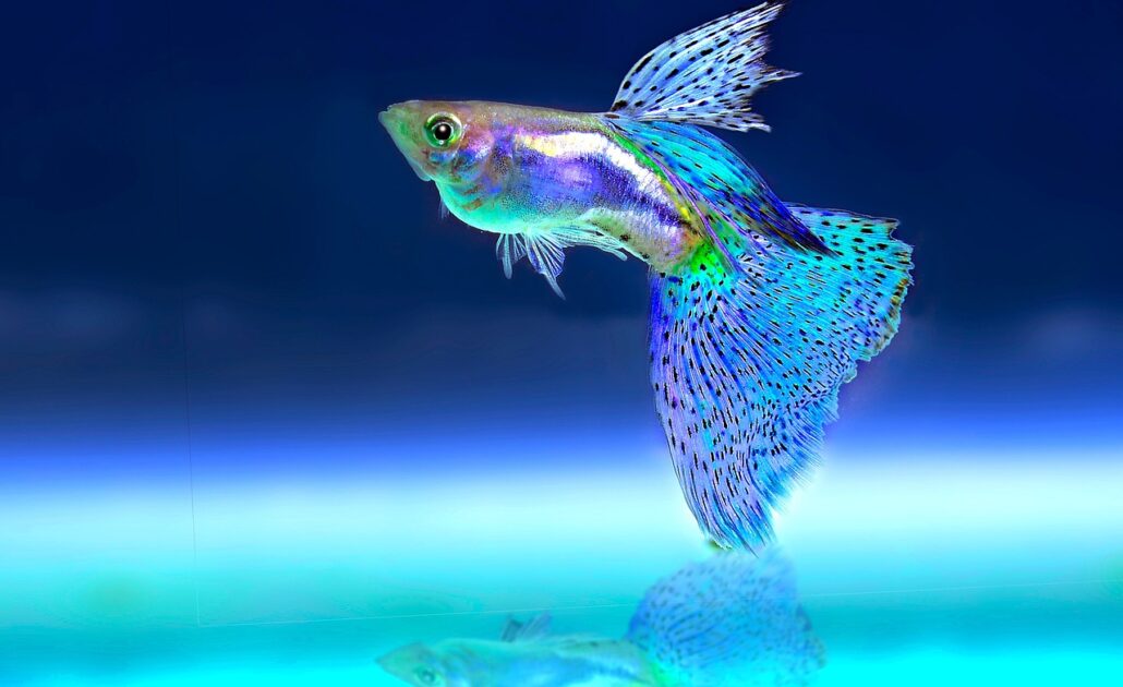 alimentar a los peces