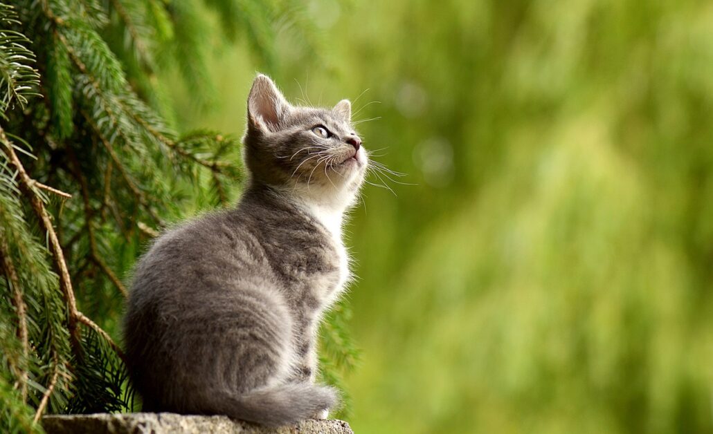 arenero de tu gato