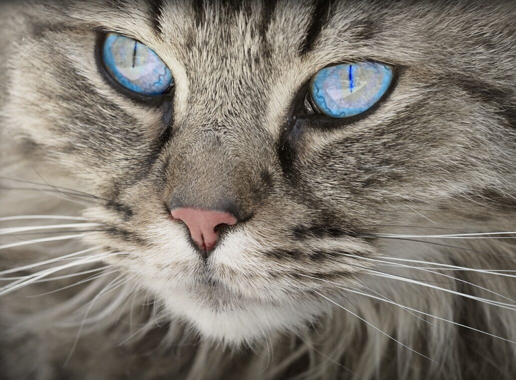 bigotes de tu gato