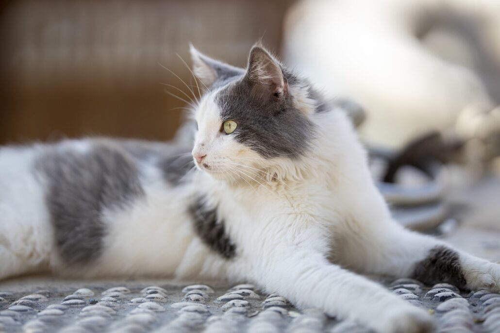 cepillar el pelo de los gatos