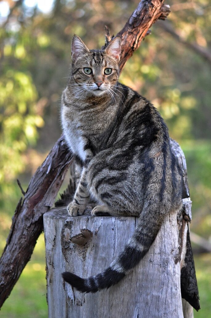 cola de los gatos