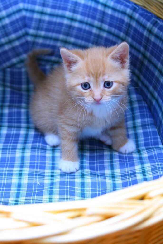 gato le teme