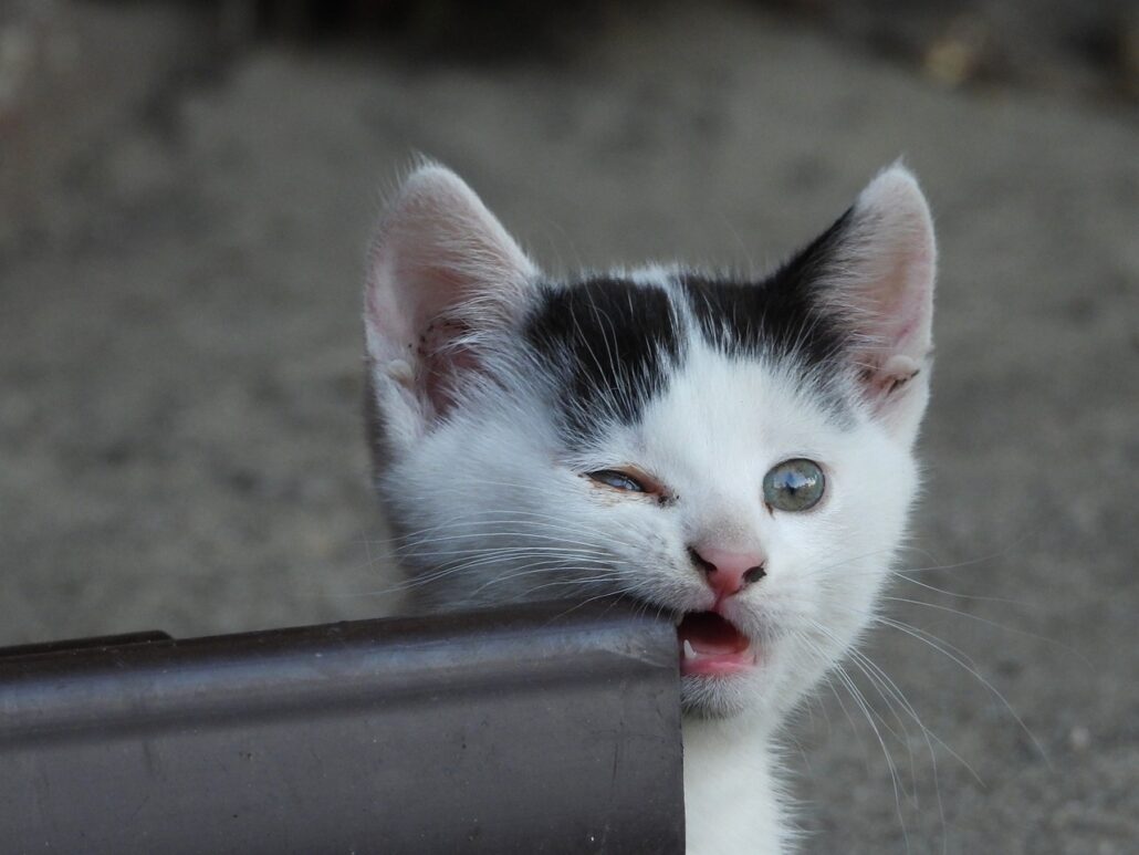 gatos muerden