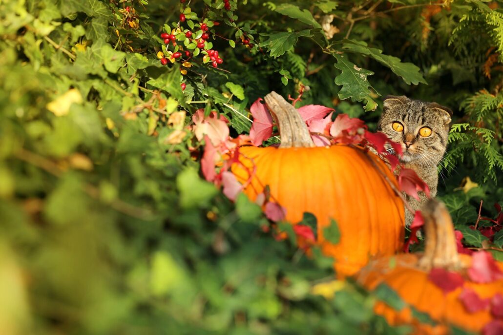miedo a tu gato