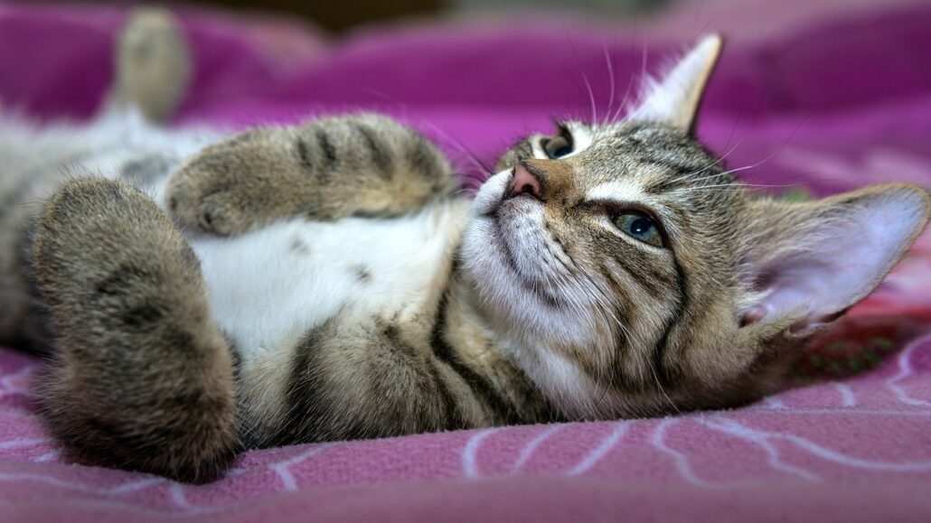 panza de tu gato