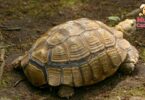 Cómo hacer una alimentación balanceada para una tortuga de tierra