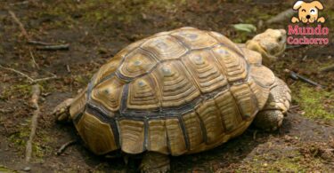 Cómo hacer una alimentación balanceada para una tortuga de tierra