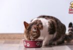 Por qué los gatos piden más comida si tienen el plato lleno