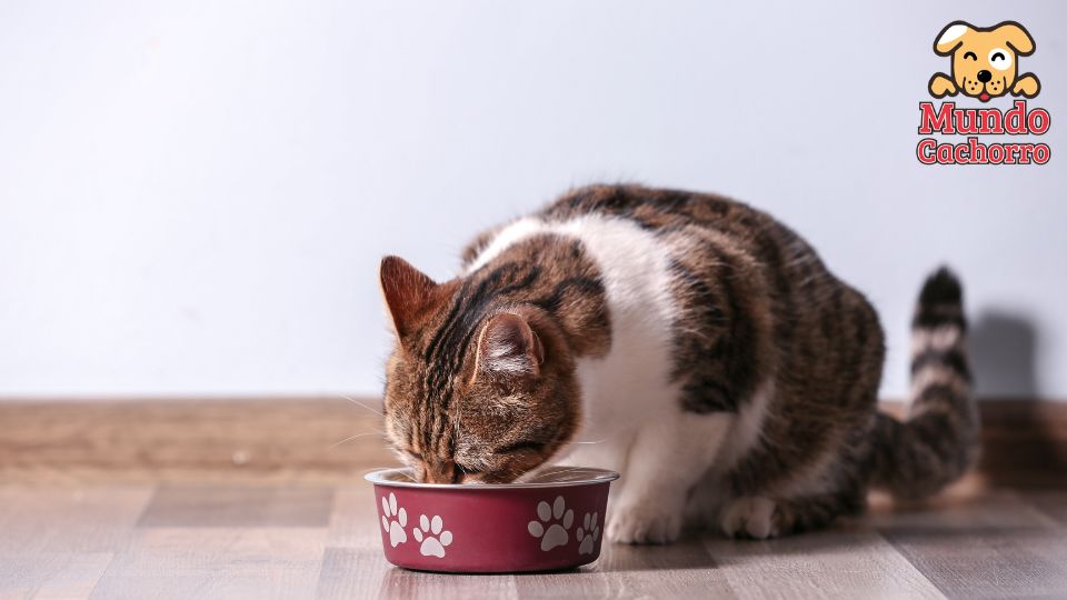 Por qué los gatos piden más comida si tienen el plato lleno