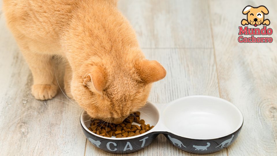 Por qué los gatos piden más comida si tienen el plato lleno