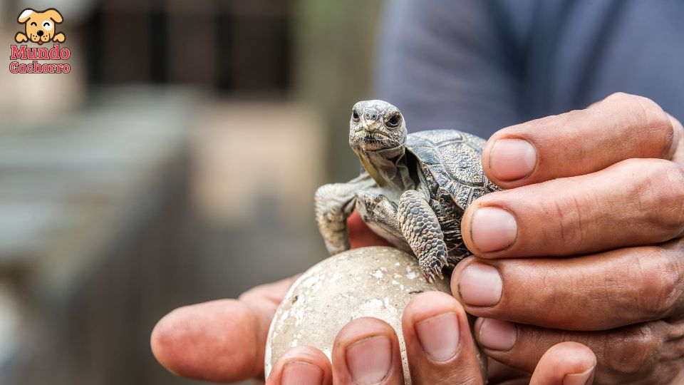 Por qué son buenas las tortugas como mascotas