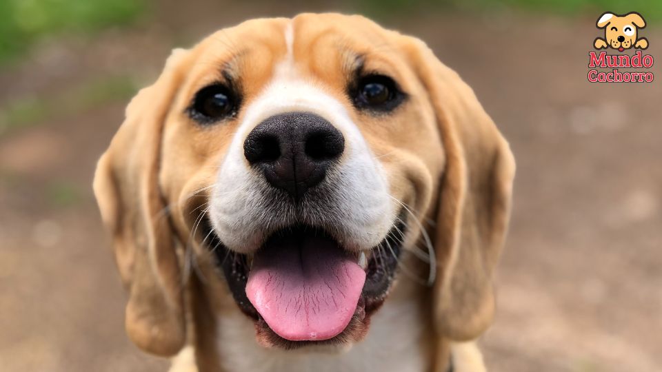 What you should do to keep your dog happy and healthy