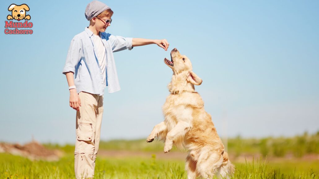 Usos y ventajas del refuerzo positivo en la crianza de perros