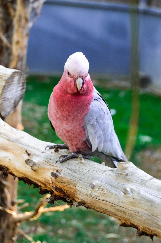 agapornis