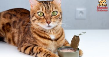 Alimentos inusuales que puedes dar a tu gato