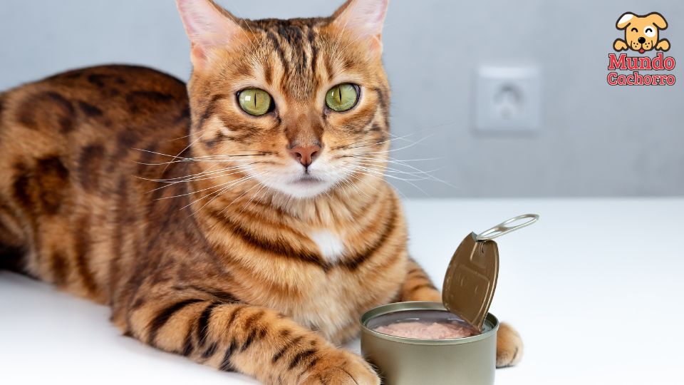 Alimentos inusuales que puedes dar a tu gato