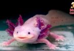 axolotl de mascota 2