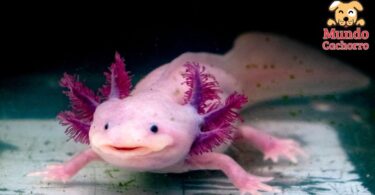 axolotl de mascota 2