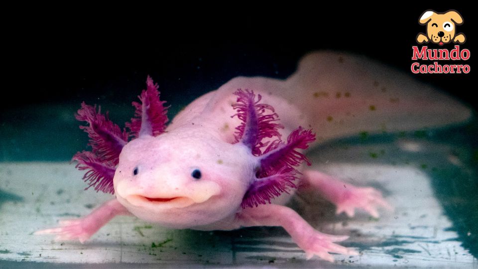 axolotl de mascota 2
