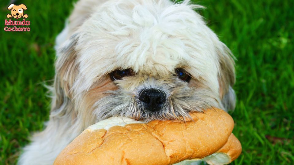 give your dog bread every day