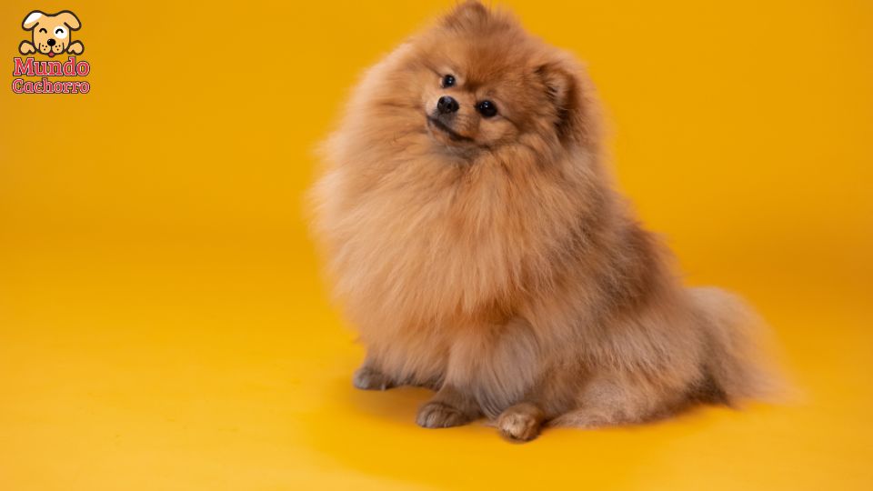 desparasitar a mi perro