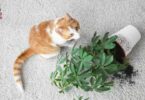 evitar que tu gato destroce las plantas del jardín