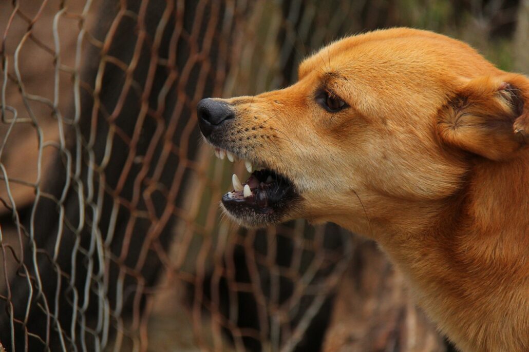 perro enojado