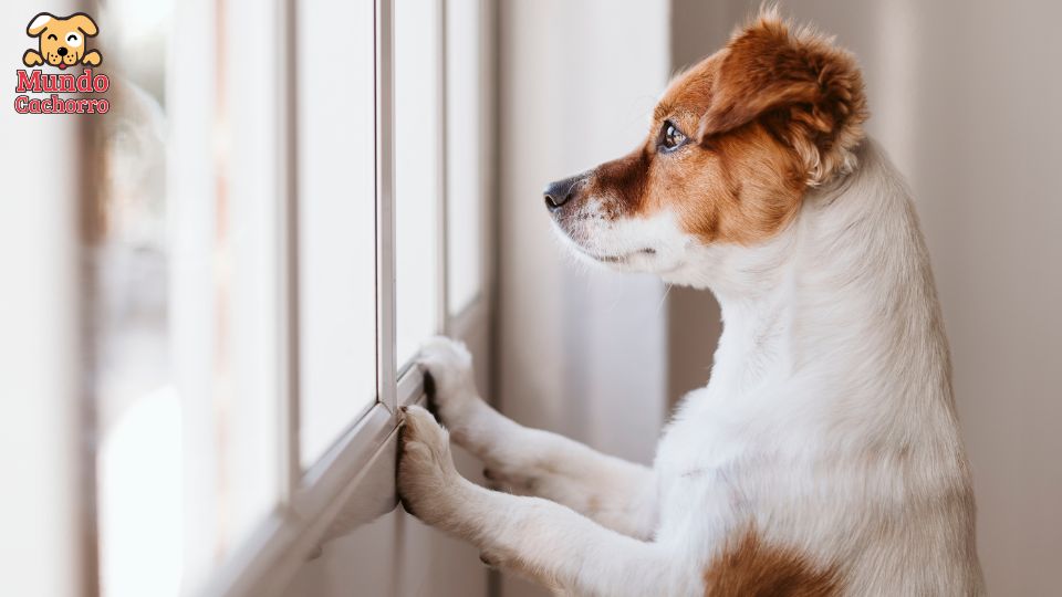 perros que no pueden estar en espacios pequeños