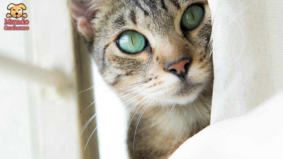 tu gato te entiende