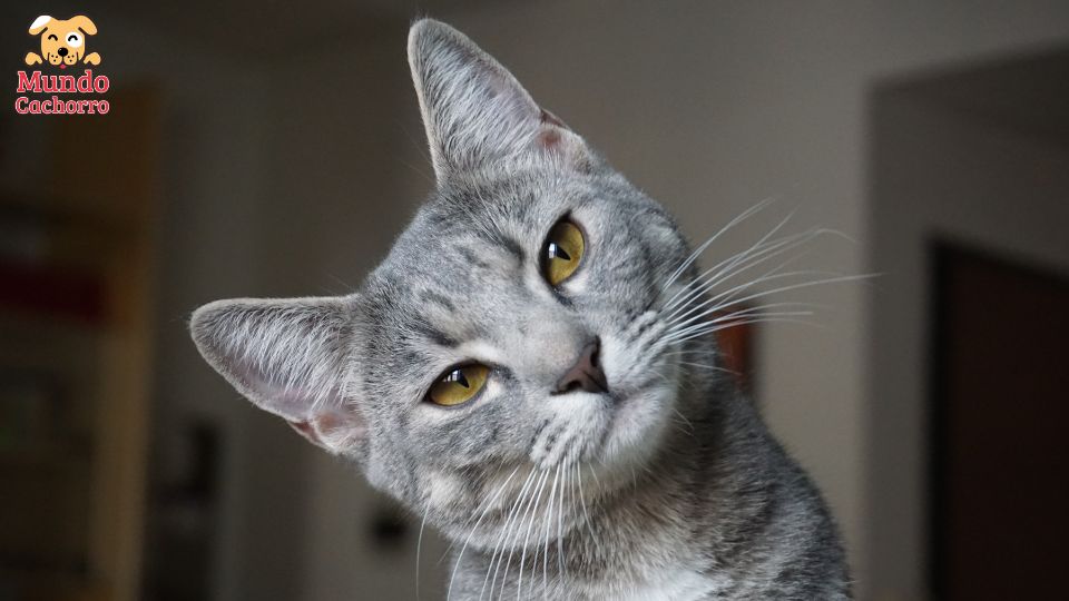 7 vidas de los gatos