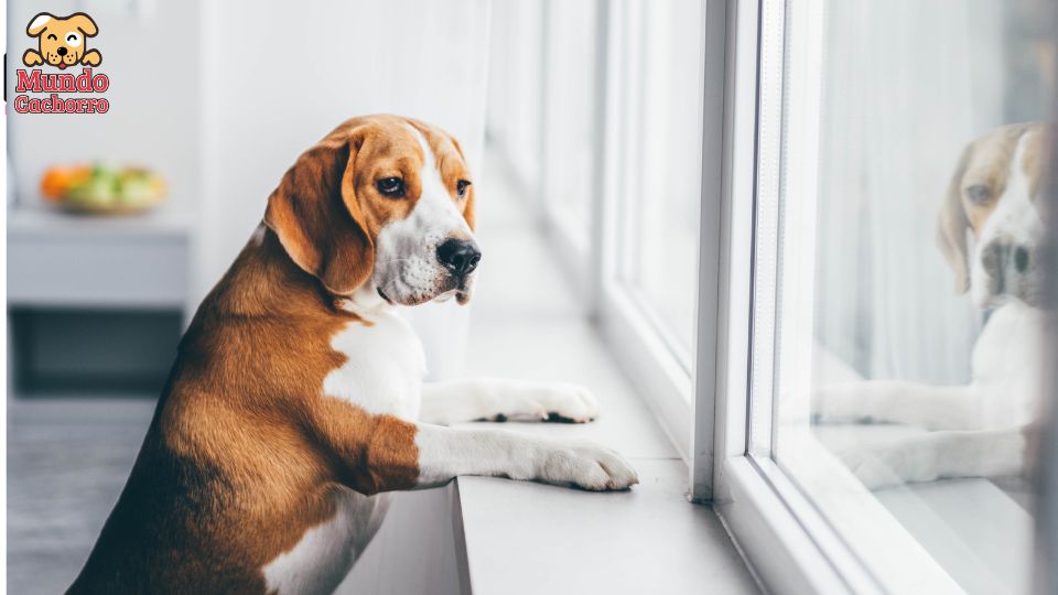 Cuánto es el tiempo máximo recomendado para dejar a un perro solo en casa