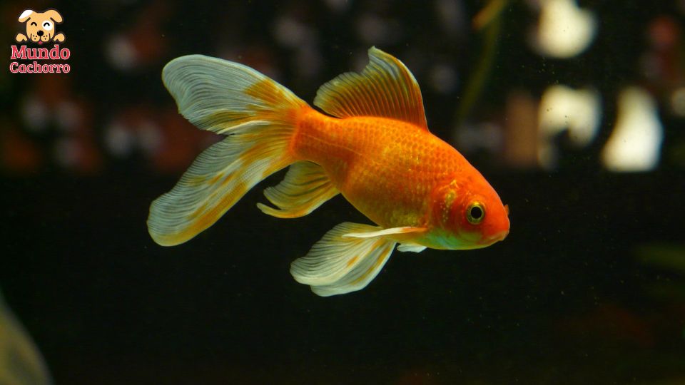 goldfish