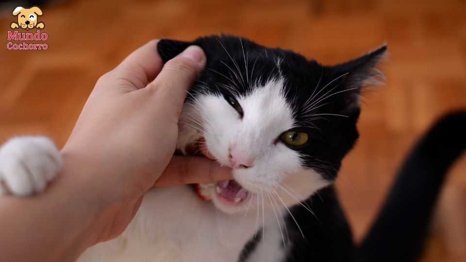 el gato me muerde