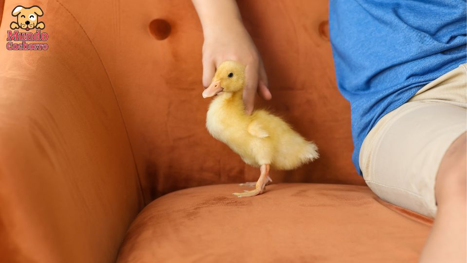 tener un pato en una casa