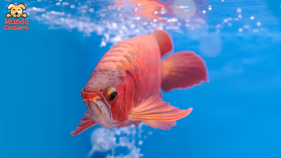 Cómo alimentar a tus peces mientras estás de vacaciones