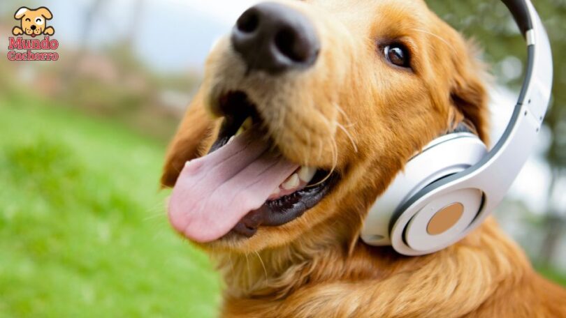 Por qué los ruidos fuertes pueden alterar a tu perro