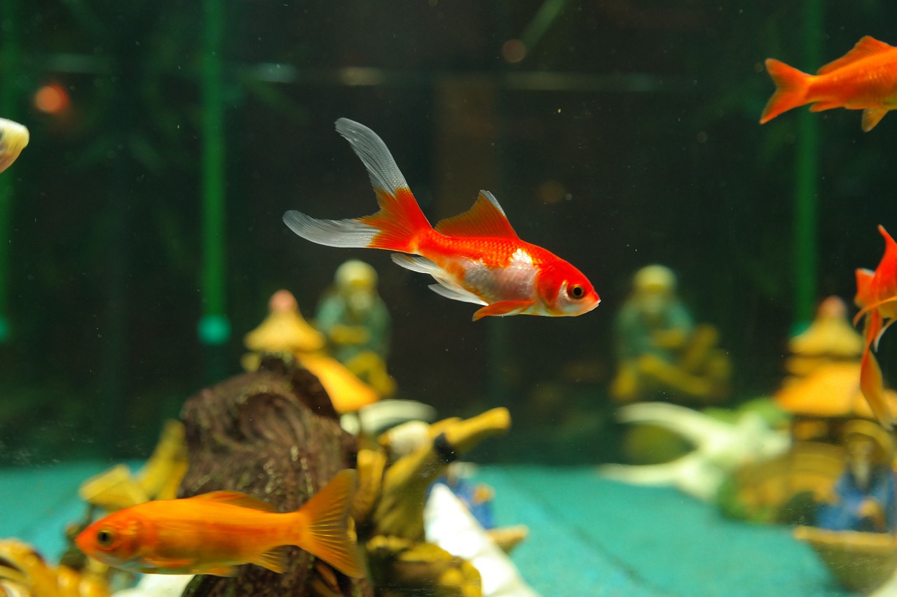 Cómo alimentar a tus peces mientras estás de vacaciones