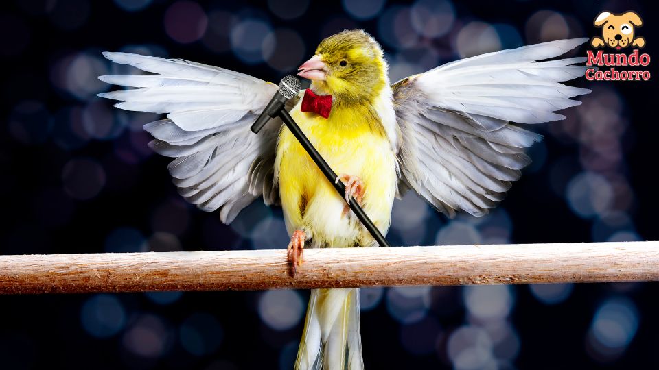 how to make a canary sing better