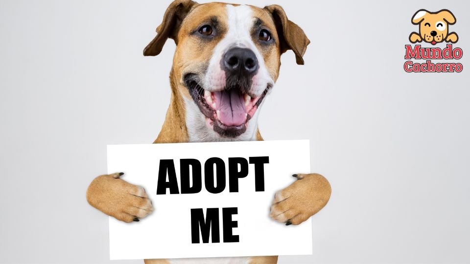 Adopción responsable de una mascota 3
