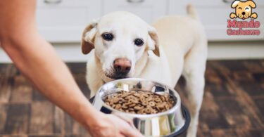 Alimenta a tu perro con la cantidad de comida apropiada