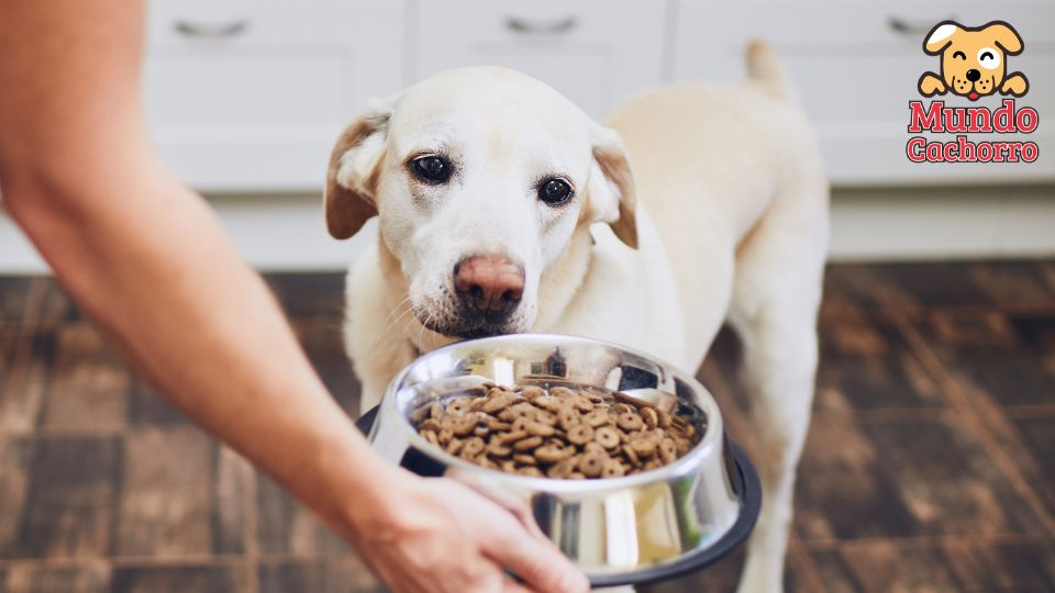 Feed your dog the right amount of food