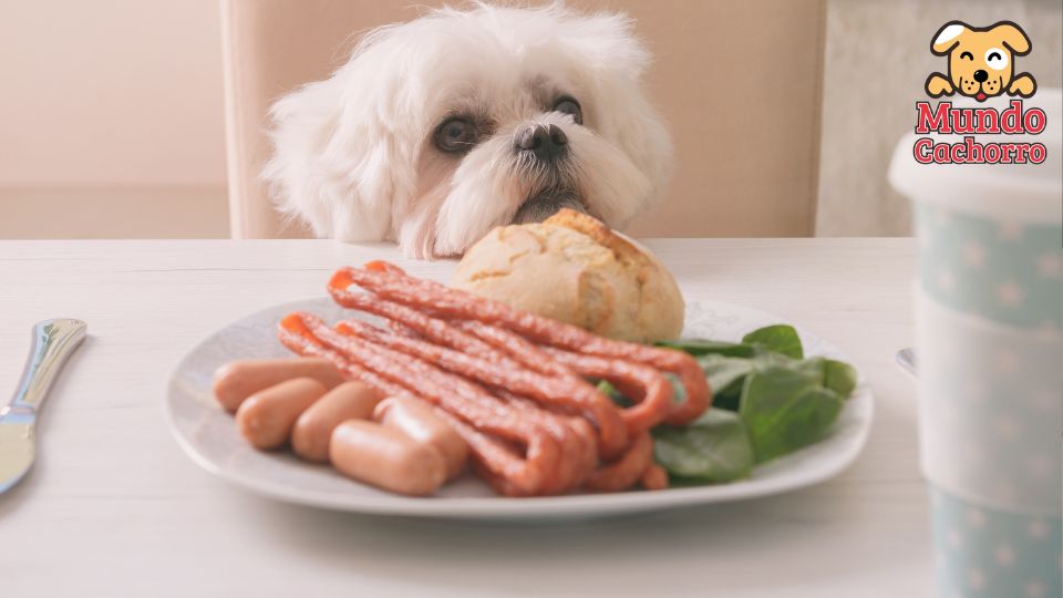 Alimentos prohibidos para los perros 