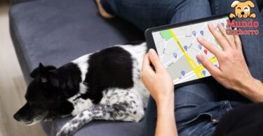 GPS para perros: seguridad y bienestar en tus manos