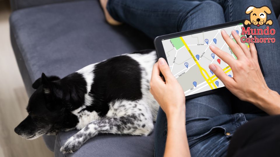  GPS for dogs: safety and well-being in your hands