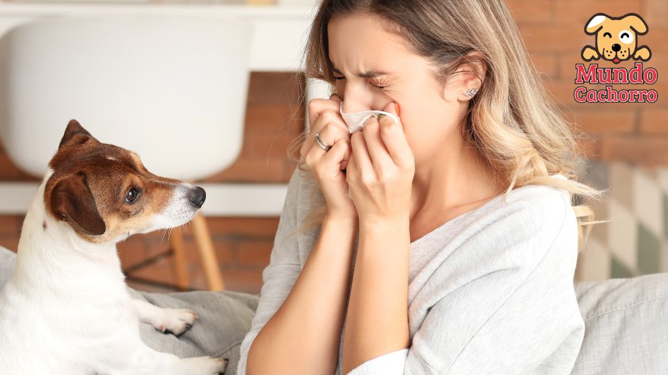 Las 6 mejores razas de perros para personas con alergias