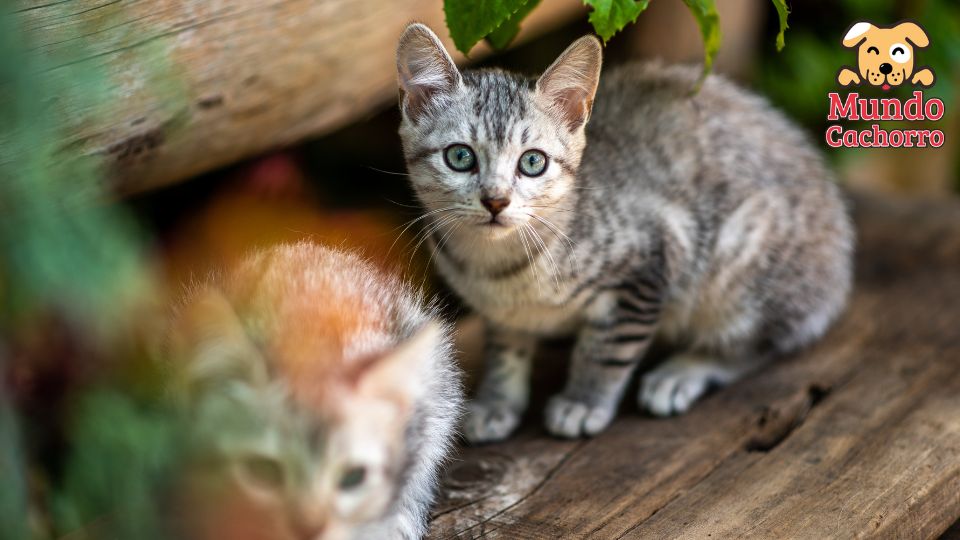 Los gatos y los parĂ¡sitos 2