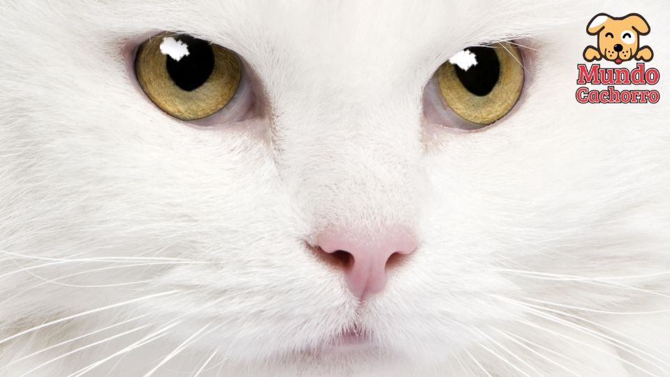 pelo del gato brillante y sano