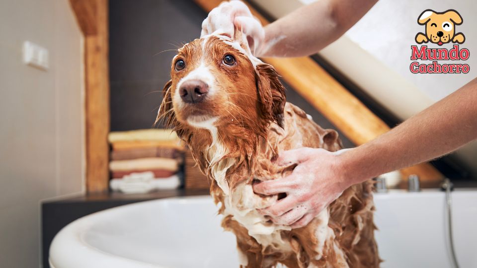 bañar a tu perro 2